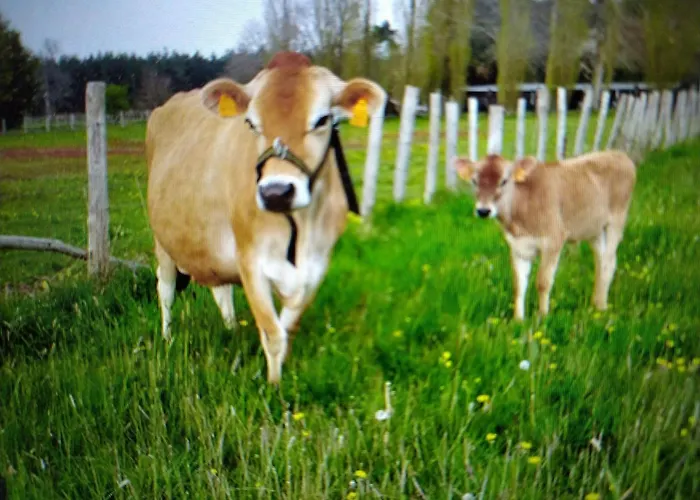 Avec Jacuzzi Privatif Et Acces A Ferme Pedagogique - Fr-1-410-459 * Cérans-Foulletourte
